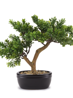 BONSAI CEDRO C/VASO CERAMICA COLLEZIONE FLOWERS - HENRIETTE