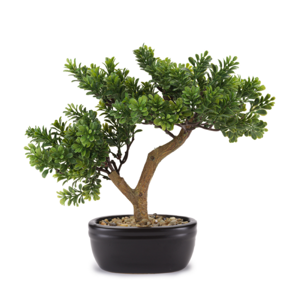 BONSAI CEDRO C/VASO CERAMICA COLLEZIONE FLOWERS - HENRIETTE