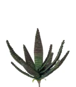 ALOE BURMAN - L'OCA NERA
