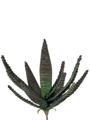 ALOE BURMAN - L'OCA NERA