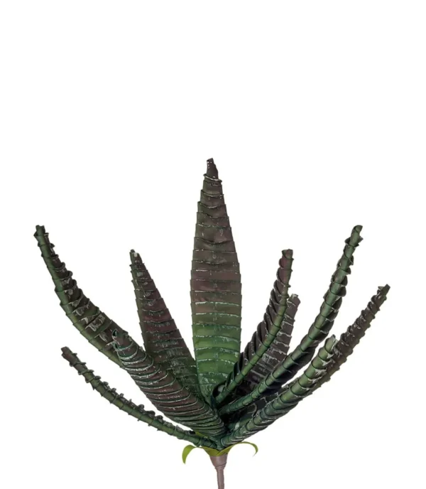 ALOE BURMAN - L'OCA NERA